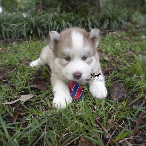 AKC Michael Cordero 12